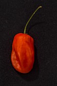 Eine Chilischote der Sorte Caribbean Red