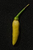 A Kanthari chilli pepper