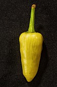A Sorte Santa Fe Grande chilli pepper