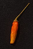 A Tabasco chilli pepper
