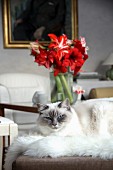 Cat lying on fur rug in front of vase of amaryllis