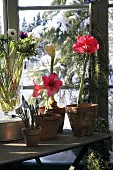 Amaryllis and other flowers in conservatory with snow outside window