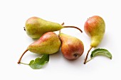 Wild pears with leaves