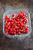 Frische rote Johannisbeeren im Plastikschälchen