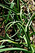 Garlic plants in a garden