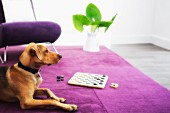 Dog lying next to chess board in living room