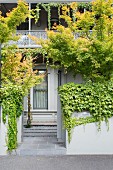 Fassadenausschnitt mit nostalgischem Balkongeländer und begrünter, grauer Gartenmauer