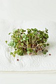 Mustard sprouts on a paper towel