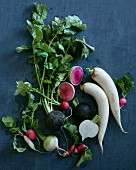 Various types of radishes