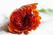 A marigold (calendula officinalis)