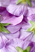 Unterseite von violetten Stiefmütterchenblüten (bildfüllend)
