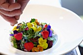 Plating up a colourful edible flower salad