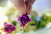 Finger halten eine violette Nelke