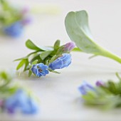 Blue Ocean cress