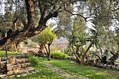 Mediterraner Garten mit Brunnen, Gartenbank und Palmen