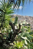 Palm trees and cacti on stone wall with view if Sicilian town