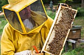 A beekeeper with a honeycomb with bees