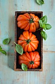 Oxheart tomatoes and basil in a wooden box