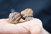 Two living edible snails moving on a hand