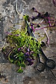 Freshly cut green and purple cress with a pair of scissors