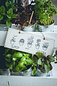 Assorted herbs in pots decorated with a painted sign