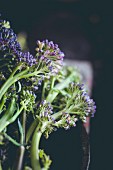 Purple tenderstem broccoli (close-up)