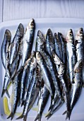 Anchovies with olive oil