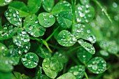 Clover with droplets of water