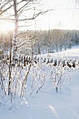 Snowy bushes in front of picket fence and view of winter landscape