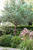 Rhododendrons and pink tree in front of beech hedge