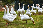 Free-range organic geese