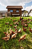 Freilaufende Bio-Hühner