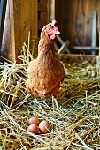An organic chicken with freshly laid eggs in straw