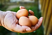 A farmer holding fresh organic eggs in his hand