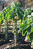 Brussels sprouts plants in the garden