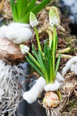 weiße Traubenhyazinthe mit Blumenzwiebel an Frühlingskranz gebunden