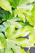 Green leaves with drops of water