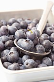 Blueberries in a bowl with a spoon