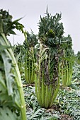 Cardoon (artichoke thistles) tied together in a field