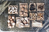 Assorted fresh and dried edible mushrooms on paper