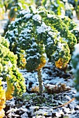 Kale (leaf cabbage) is frost-resistant.