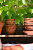 Terracotta pots and saucers on board shelf under Virginia creeper
