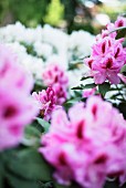 Pinke und weiße Rhododendron-Blüten