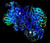 Molecular model of lipase,an enzyme