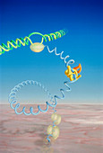 Art of ribozyme enzyme with DNA and RNA