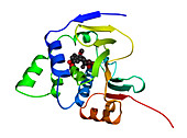 Heat Shock Protein 90