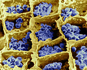 Mimosa cells