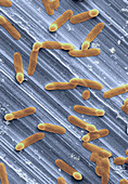 Sporulating bacteria