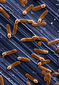 Bacteria sporulating