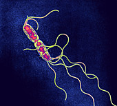 Salmonella typhimurium